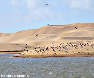 Rassemblement de Laridés et de Grands Cormorans marocains (Phalacrocorax carbo maroccanus)