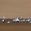 La côte proche d’Akhfenir (Maroc), un bon secteur pour observer (entre autres) la Sterne d’Afrique à la fin de l’été