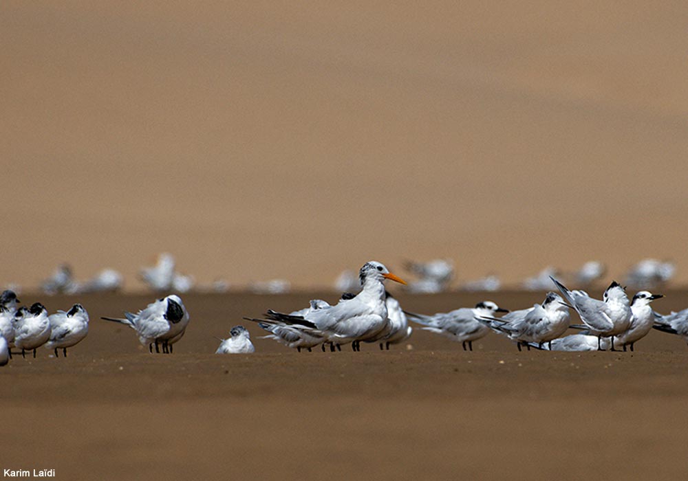 Sterne d’Afrique (Thalasseus albididorsalis) parmi des Sternes caugeks (T. sandivcensis)