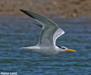 Sterne d’Afrique (Thalasseus albididorsalis) 