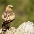 15e festival de l’Observation des Oiseaux et des Activités de Nature de Sagres