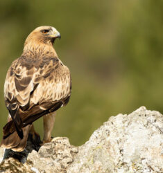 15e festival de l’Observation des Oiseaux et des Activités de Nature de Sagres