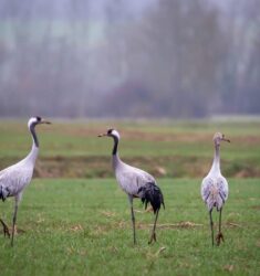 Septième festival Festi’Grues