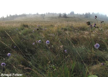 Hautes chaumes dans la réserve naturelle des Ballons comtois