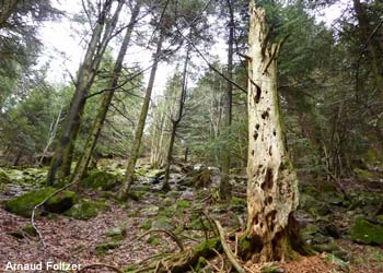 Forêt ancienne dans la réserve naturelle des Ballons comtois