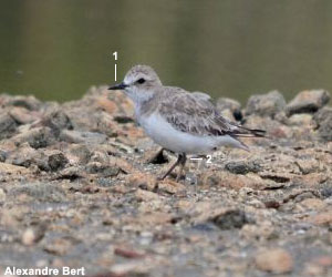 Gravelot de Leschenault (Anarhynchus leschenaulti)