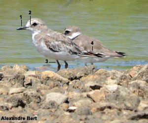 Gravelot de Leschenault (Anarhynchus leschenaulti)