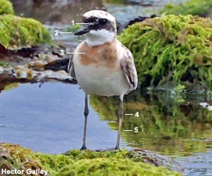 Gravelot de Leschenault (Anarhynchus leschenaulti) adulte en plumage nuptial