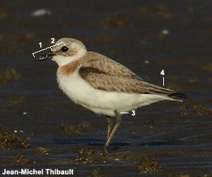 Gravelot de Leschenault (Anarhynchus leschenaulti)