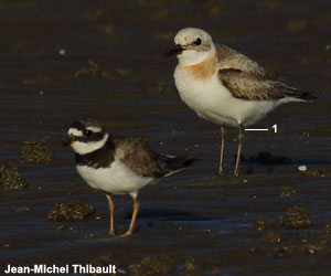 Gravelot de Leschenault (Anarhynchus leschenaulti)