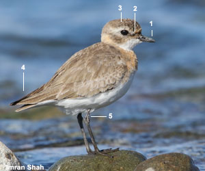 Gravelot de Leschenault (Anarhynchus mongolus)