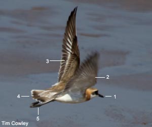 Gravelot de Leschenault (Anarhynchus leschenaulti) adulte en plumage nuptial