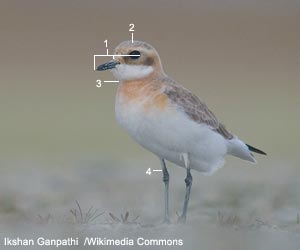 Gravelot du Tibet (Anarhynchus atrifrons)