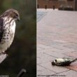 Le comportement opportuniste d’une Petite Buse se nourrissant des oiseaux ayant heurté les vitres d’un ensemble de bâtiments