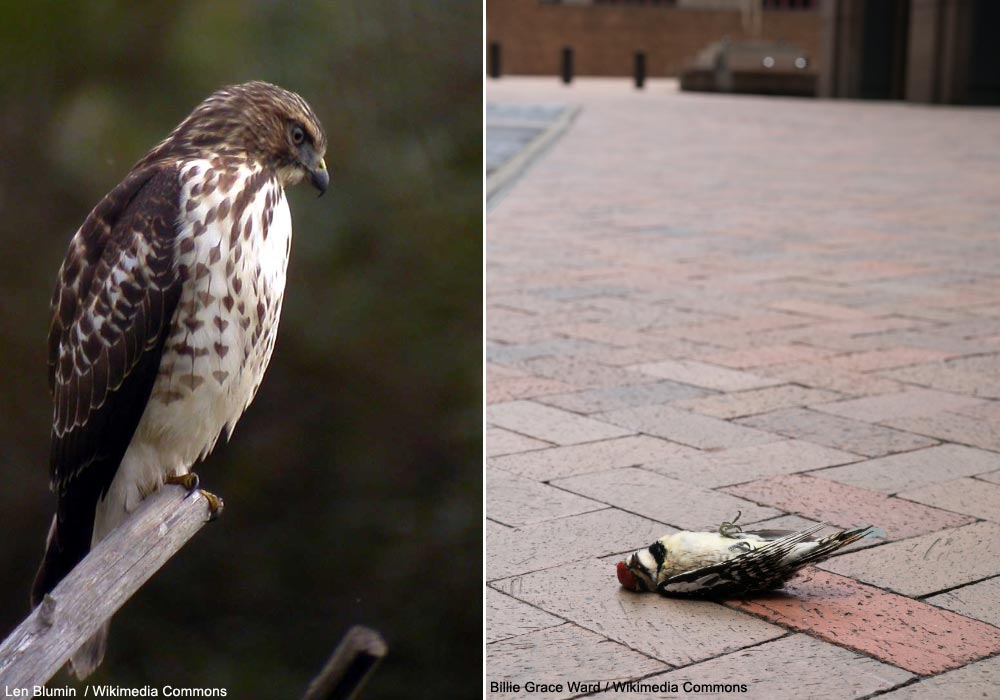 Petite Buse (Buteo platypterus) et pic (Dryobates sp.) ayant heurté une vitre