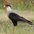 La population de Floride du Caracara huppé pourrait appartenir à une sous-espèce distincte