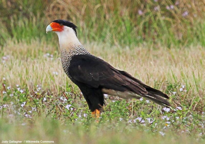 La population de Floride du Caracara huppé pourrait appartenir à une sous-espèce distincte