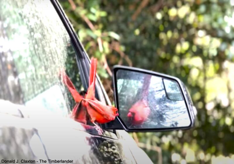 Observation remarquable d’un Cardinal rouge jetant un caillou contre son reflet dans le rétroviseur d’une voiture