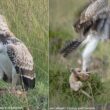 L’Aigle martial est un prédateur opportuniste de jeunes lions et d’autres félins africains