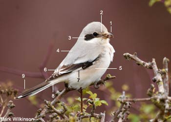 Pie-grièche des steppes (Lanius excubitor pallidirostris) de premier hiver