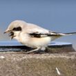 Observation et identification d’une Pie-grièche des steppes en Écosse en septembre 2024