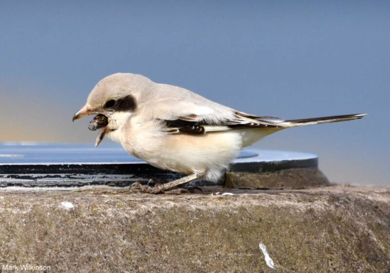 Observation et identification d’une Pie-grièche des steppes en Écosse en septembre 2024