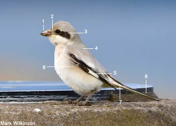 Pie-grièche des steppes (Lanius excubitor pallidirostris) de premier hiver