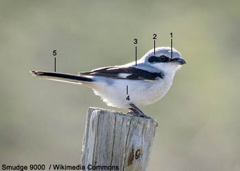 Pie-grièche grise (Lanius excubitor excubitor)