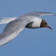 Mouette rieuse