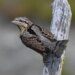 1-Torcol fourmilier | Jynx torquilla | Eurasian Wryneck