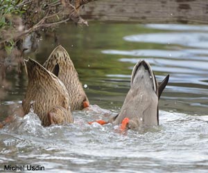 Canards colverts (Anas platyrhynchos)