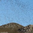 Les effets du plomb de chasse sur les oiseaux et une étude instructive menée sur le col de Lizarrieta (Pyrénées-Atlantiques)