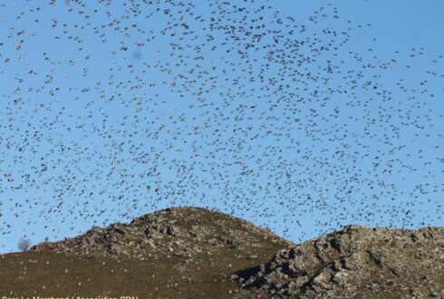 Les effets du plomb de chasse sur les oiseaux et une étude instructive menée sur le col de Lizarrieta (Pyrénées-Atlantiques)