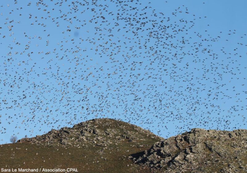 Les effets du plomb de chasse sur les oiseaux et une étude instructive menée sur le col de Lizarrieta (Pyrénées-Atlantiques)