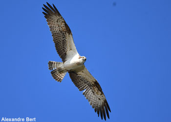 Balbuzard pêcheur (Pandion haliaetus)