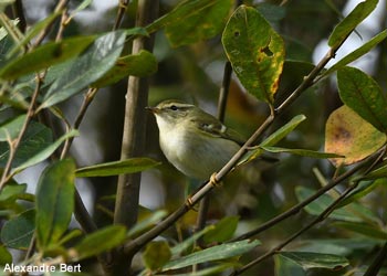 Pouillot à grands sourcils (Phylloscopus inornatus)