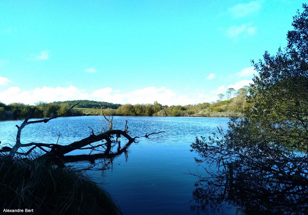 Vue du plan d'eau du marais de la Lède des Agaçats (Gironde)