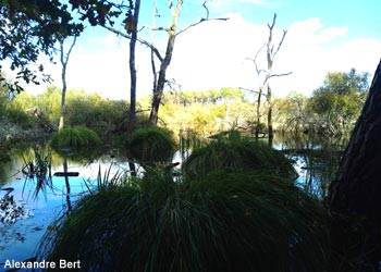 Cariçaie dans le marais de la Lède des Agaçats (Gironde)