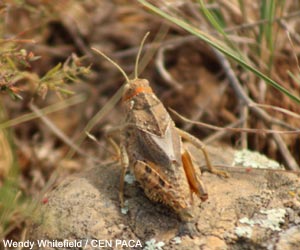 Criquet de Crau (Prionotropis rhodanica)