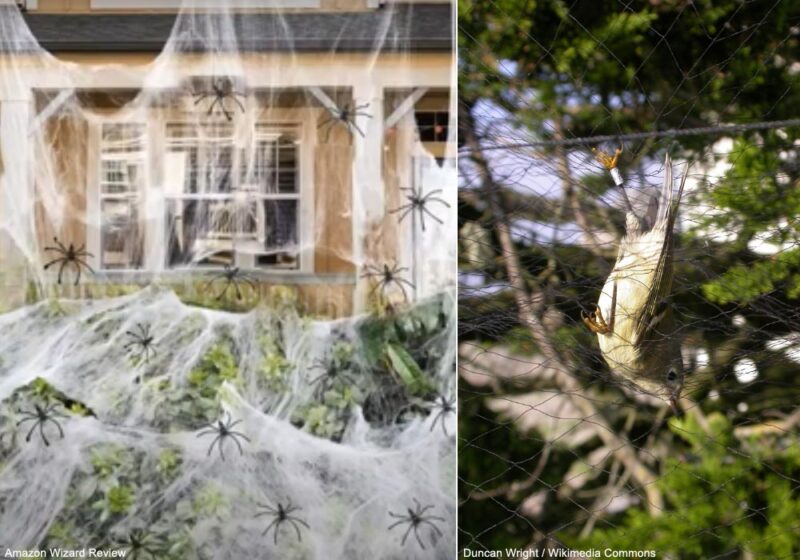 Les toiles d’araignées décoratives d’Halloween peuvent être dangereuses pour les oiseaux des jardins