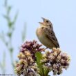 Le millième Bruant(in) sauterelle de Floride a été libéré en juillet 2024 et le programme de conservation semble porter ses fruits