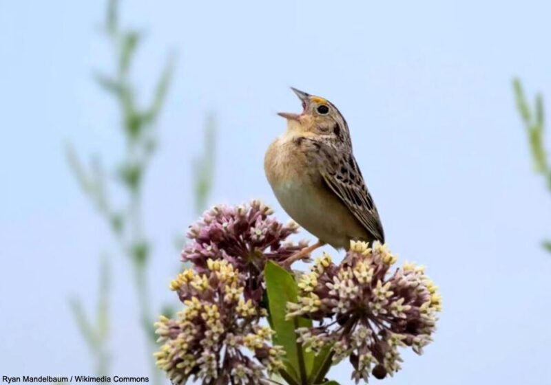 Le millième Bruant(in) sauterelle de Floride a été libéré en juillet 2024 et le programme de conservation semble porter ses fruits