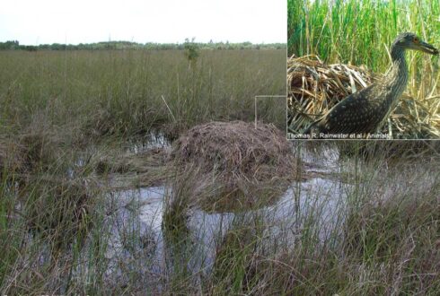 De nombreuses espèces d'oiseaux utilisent les nids d'alligators de différentes façons