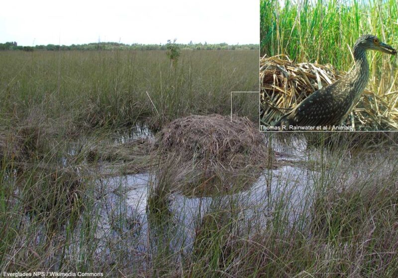 De nombreuses espèces d’oiseaux utilisent les nids d’alligators de différentes façons