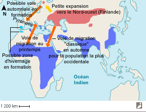 Aire de répartition du Busard pâle et ses voies de migration