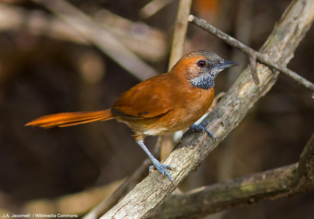 Synallaxe du Roraima (Synallaxis kollari)