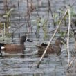 Première tentative documentée de nidification d’un couple de Sarcelles à ailes bleues en Grande-Bretagne en 2024