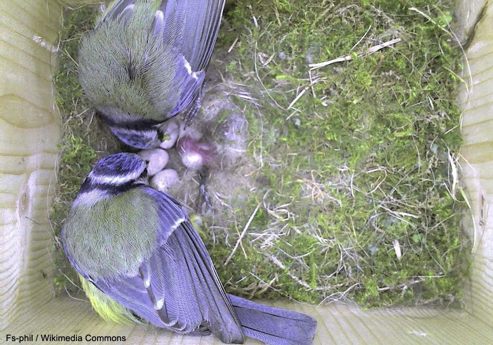 Mésanges bleues (Cyanistes caeruleus) dans un nichoir durant la période de nidification