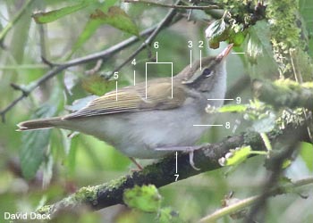 Pouillot à pattes claires (Phylloscopus tenellipes) 