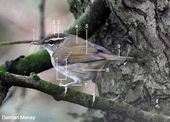 Pouillot à pattes claires (Phylloscopus tenellipes) 